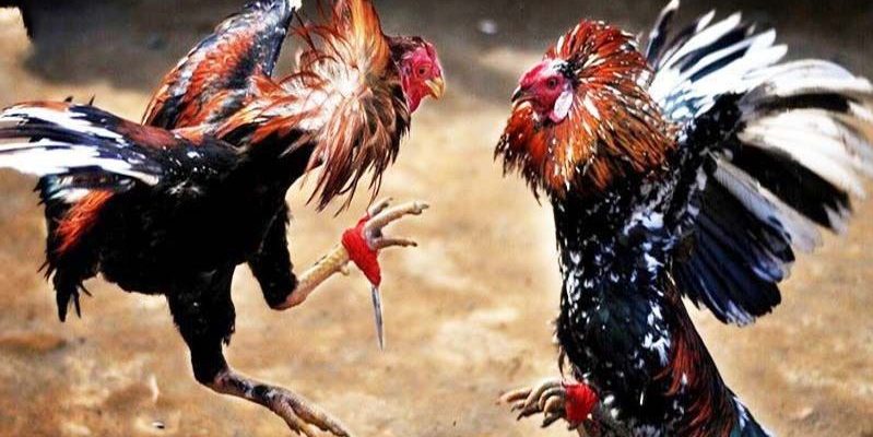 Để dự đoán kết quả thành công bạn phải phân tích chiến kê cựa dao chuẩn xác